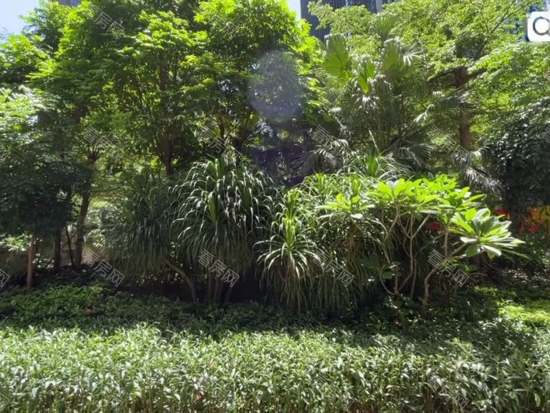 深圳中熙香缤山小区信息图片22